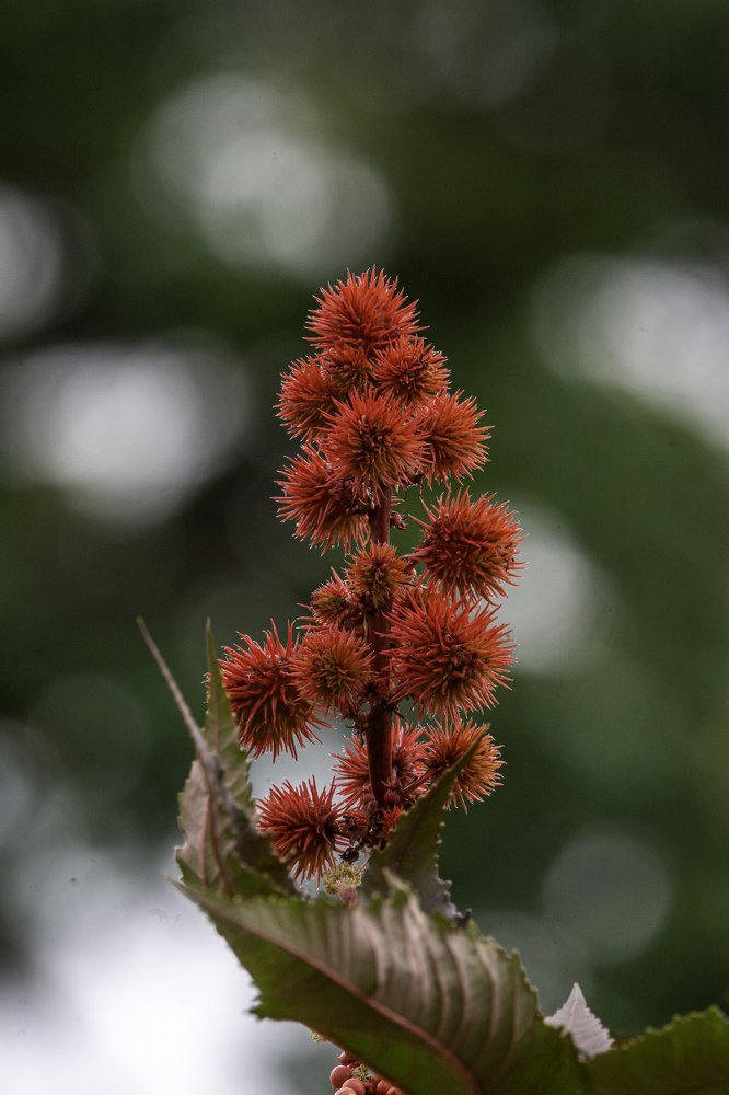 Photograph by Aparecido Donizete de Miranda