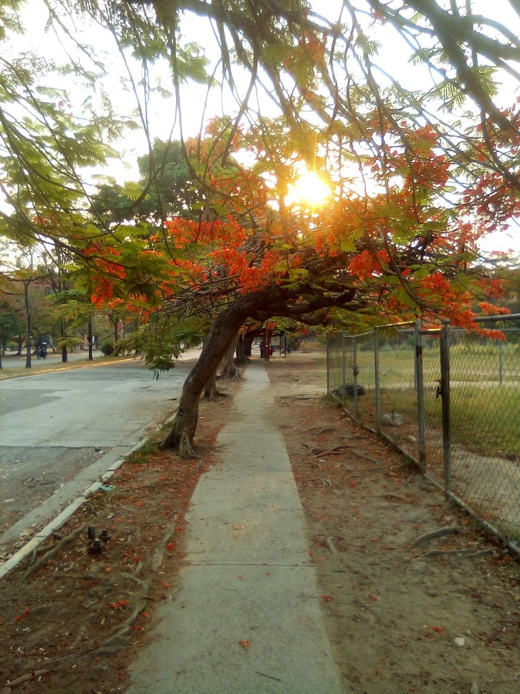 Fruta Solar