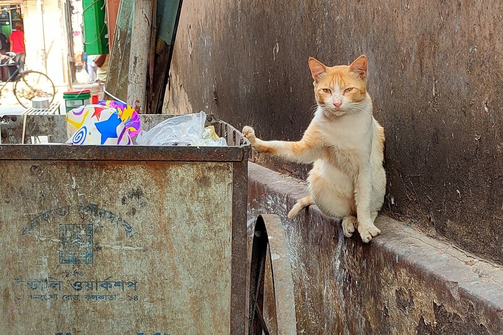 Photograph by Subrata Parui