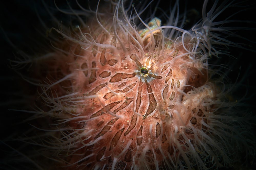 Hi, I am a little Monster