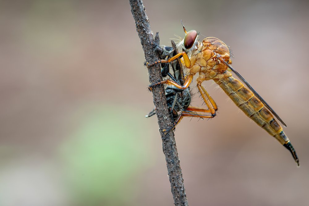 Фотография автора Imam Primahardy