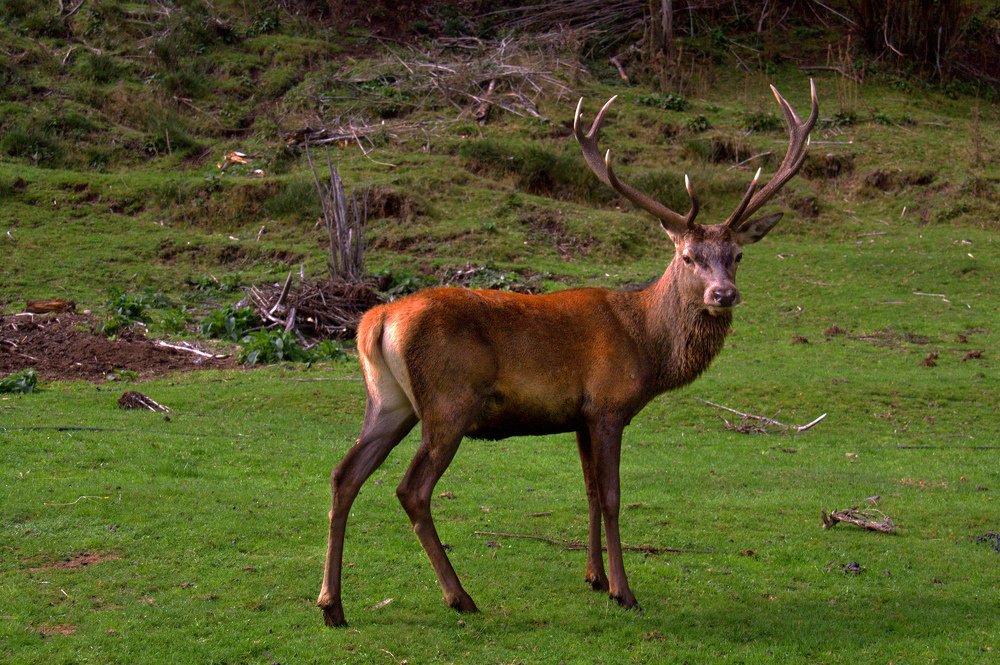 ciervo joven, con lindas astas
