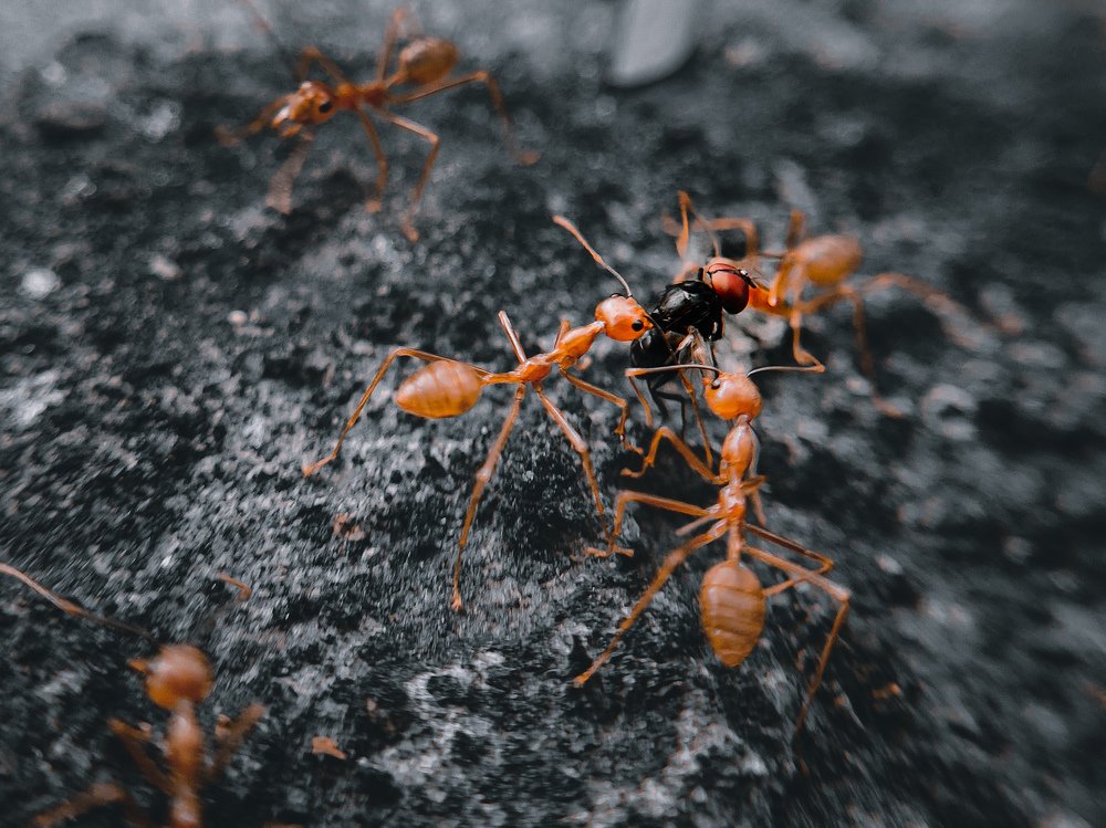 Antzilla