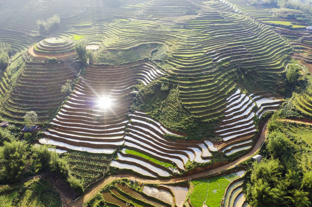 The sun on the rice field