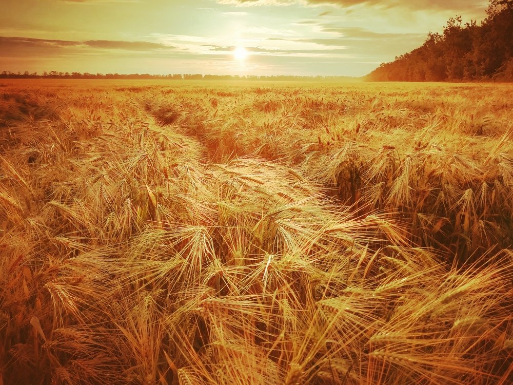 Фотография автора Михаил Лупина