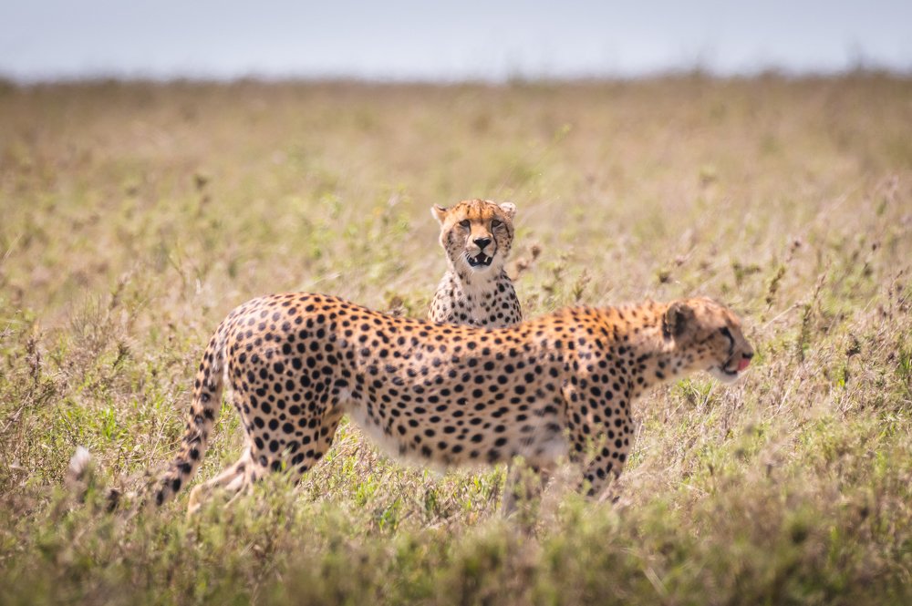 Cheetah - Frame in Frame - Serengeti - Tanzania