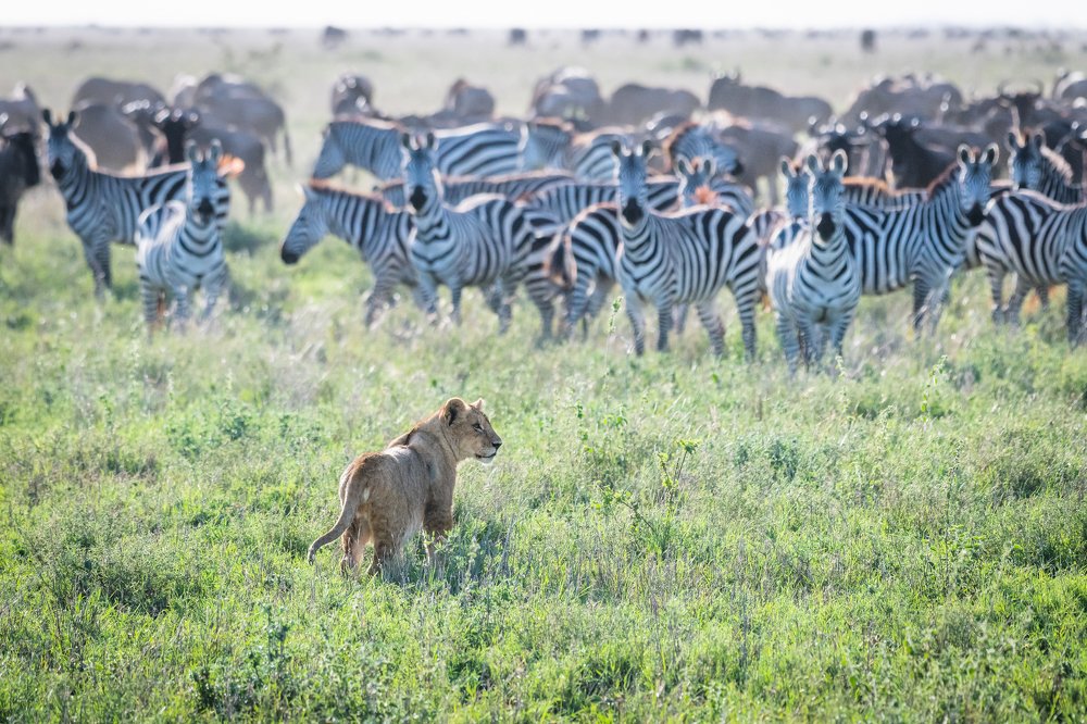 The solo and odd warrior of Serengeti- Tanzania