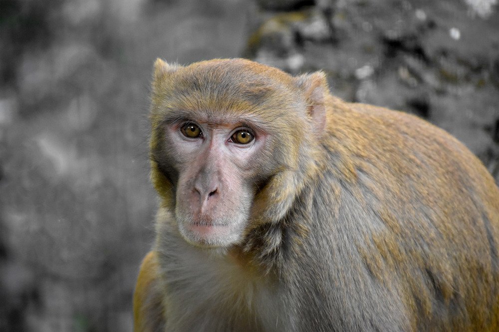 MONKEY PORTRAIT