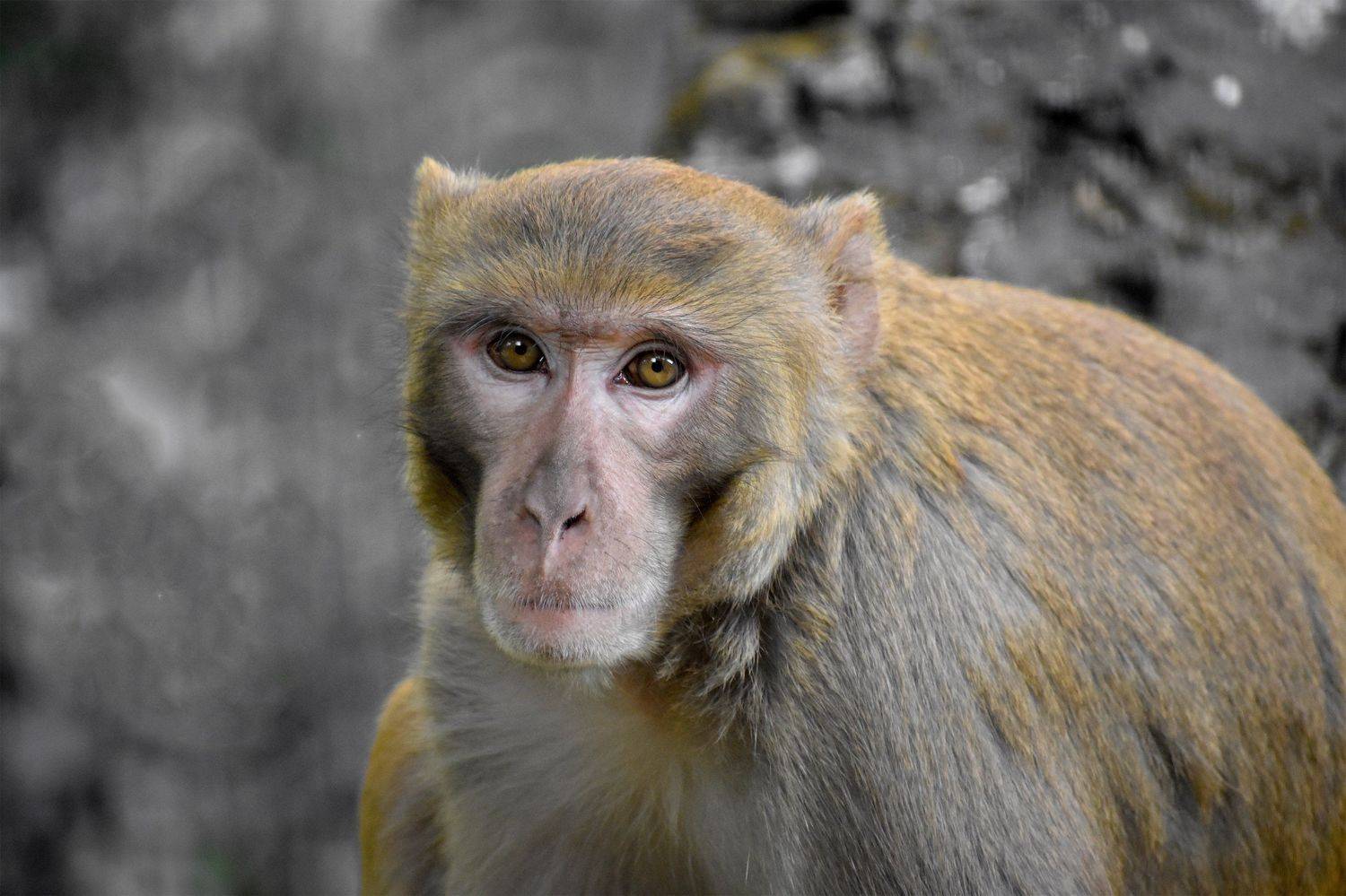 MONKEY PORTRAIT