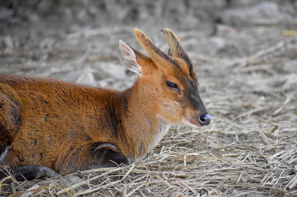 BARKING DEER