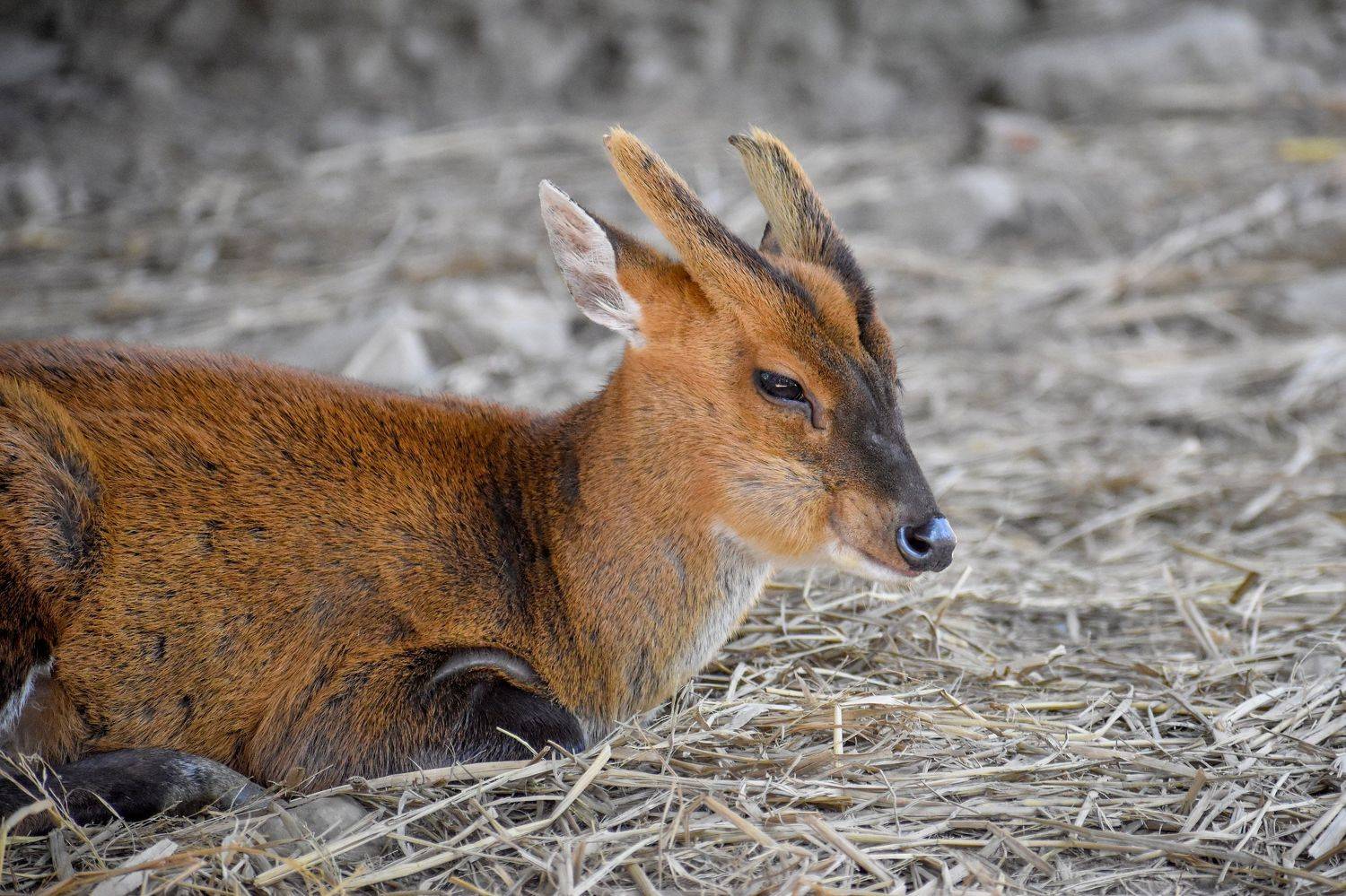 BARKING DEER