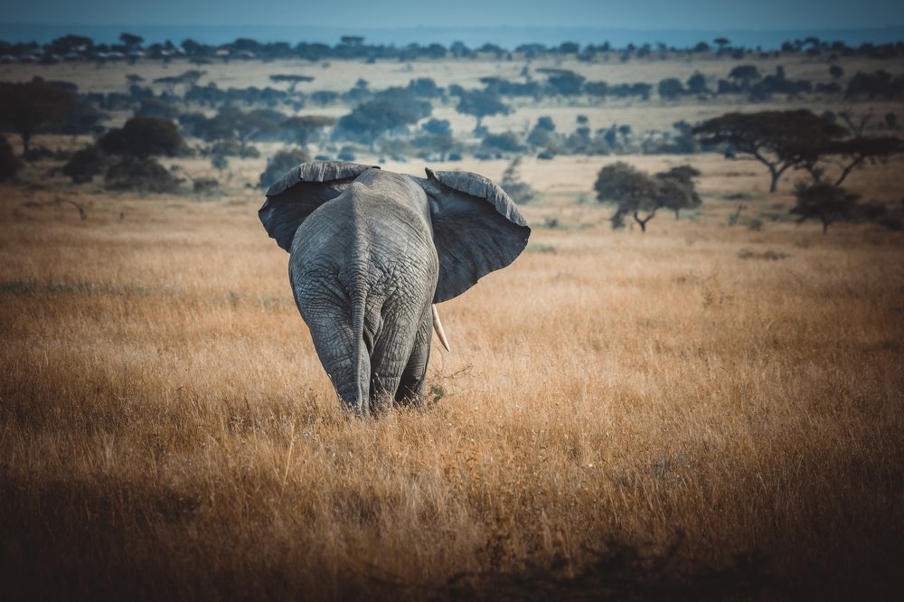 Elephants of Serengeti Tanzania
