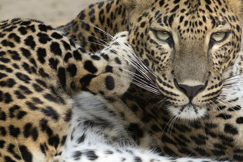 Photograph by Senadheera Danushka