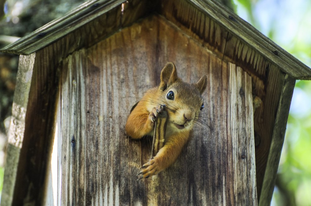 Белка в скворечнике