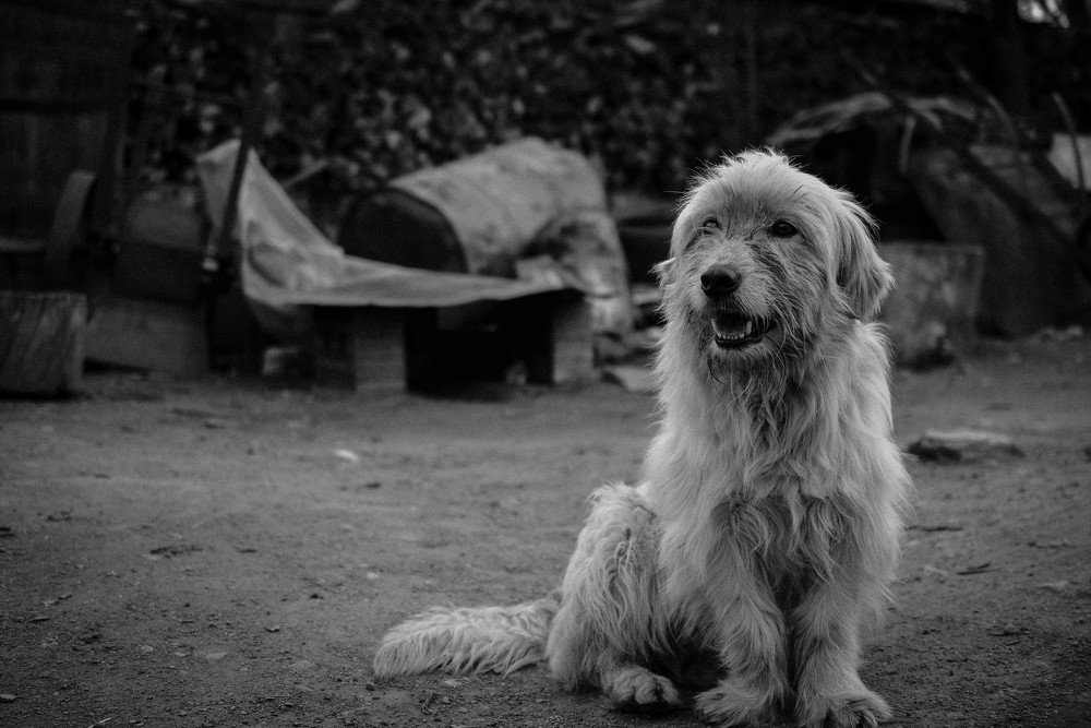 Photograph by Plesa Ioan Dan