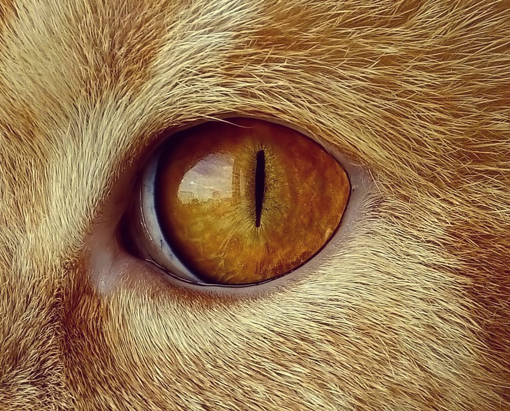 Всевидящее Око.