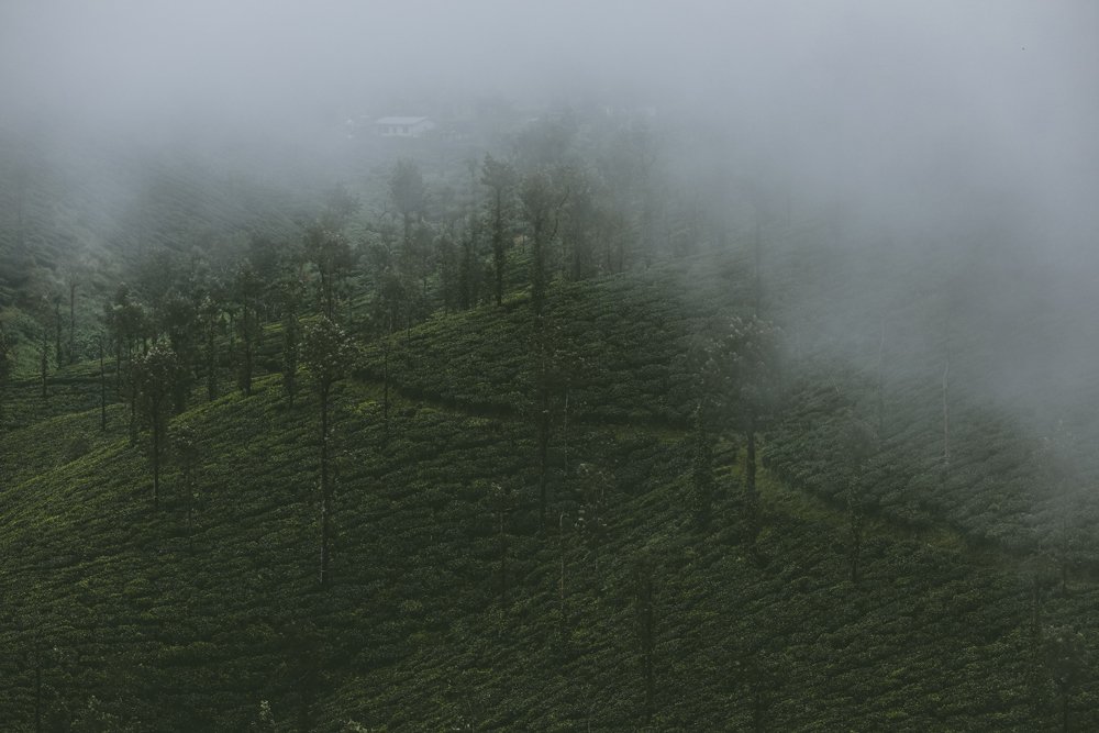 Photograph by Mahesh Magee