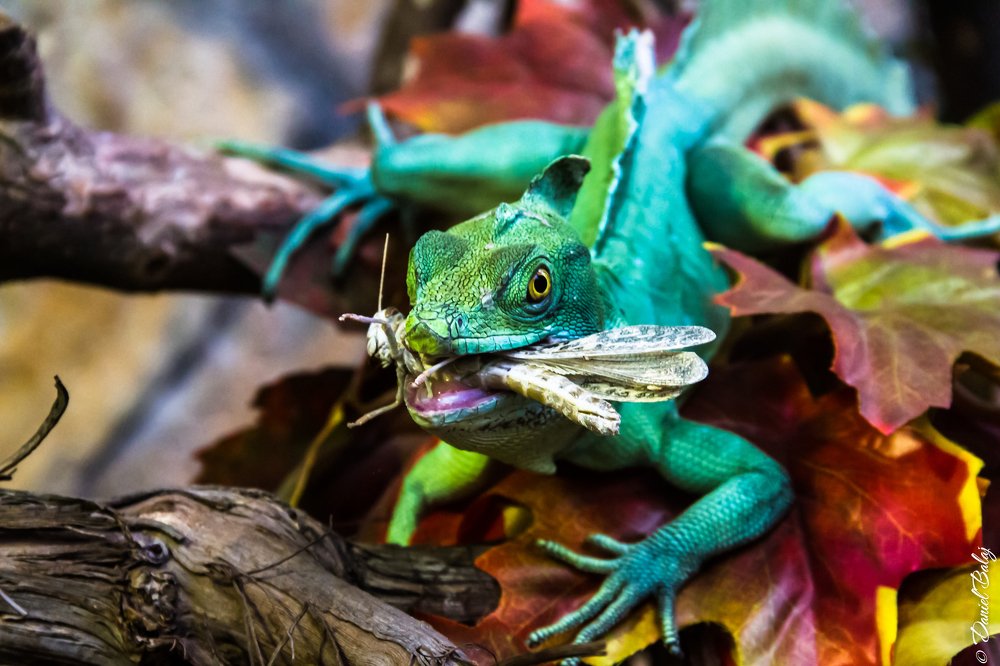 Photograph by Daniel Balaj