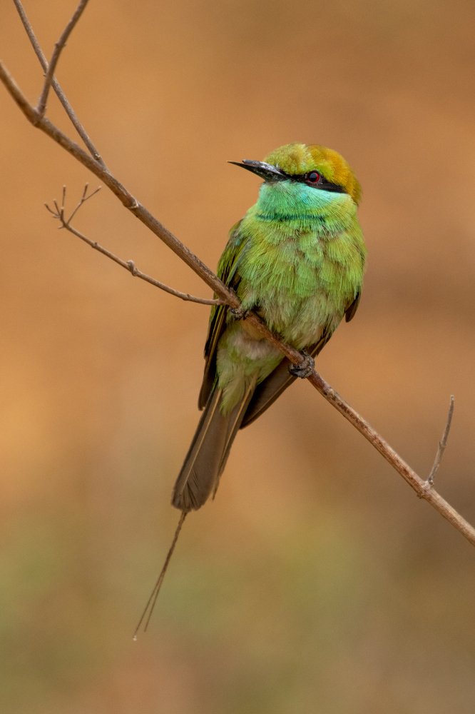 Green Bee Eater