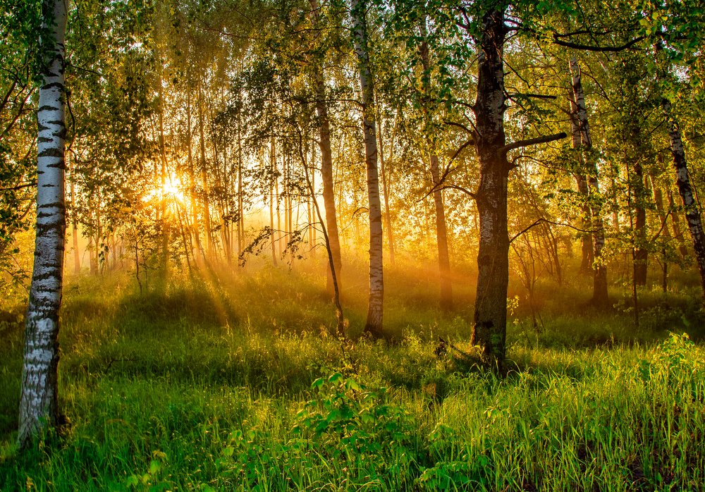 Солнечное утро июня