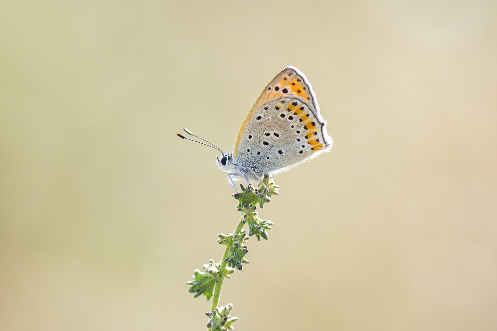 Photograph by Selma Kotancı