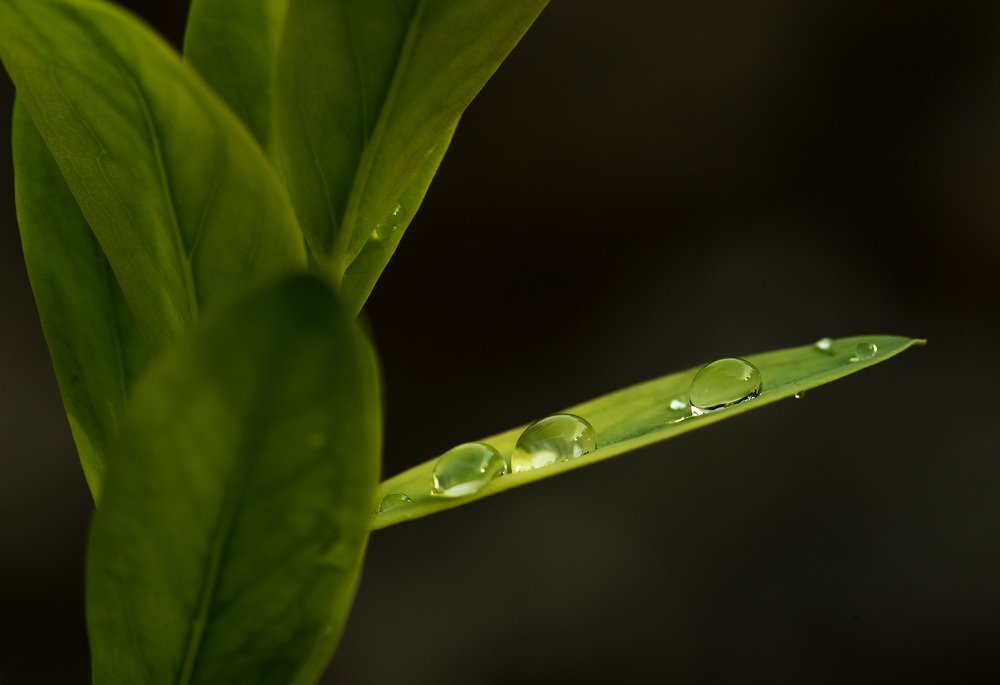 Фотография автора Лариса Никитенко