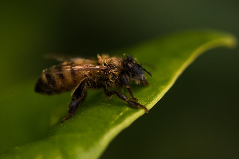 Фотография автора Лариса Никитенко
