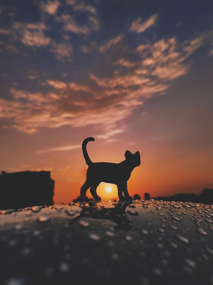 Photograph by Saurav Kumar