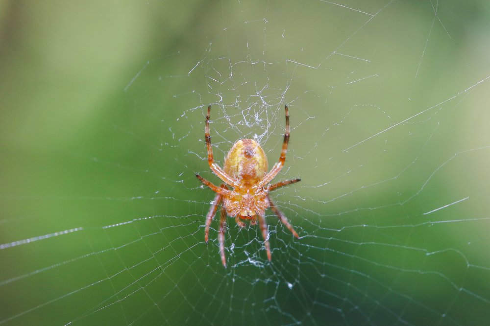 Photograph by Каролина Дидур