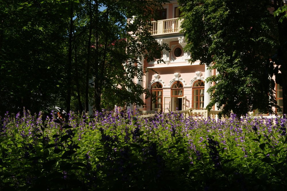 Время цветения колокольчиков в усадьбе Брянчаниновых Покровское