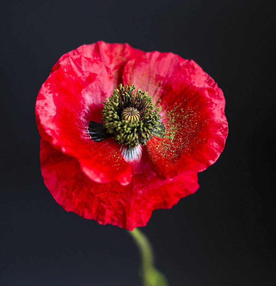 Photograph by ILONA KILA