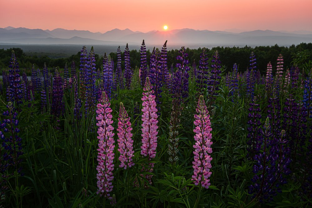 Photograph by Александр Максин