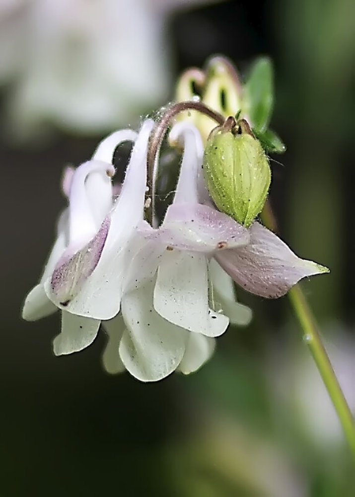 Нежная аквилегия