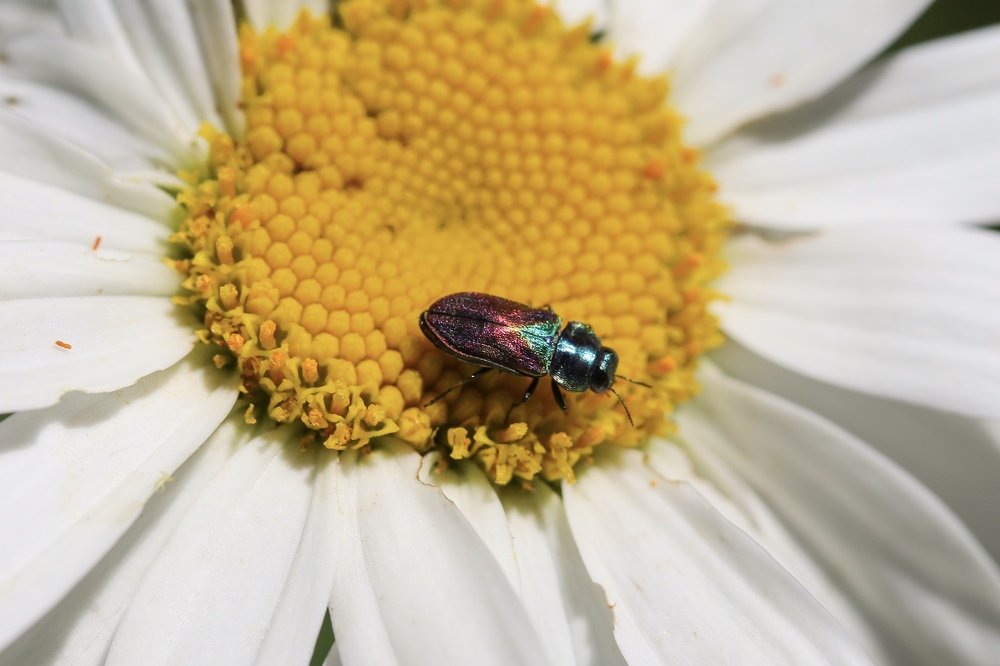 Photograph by Каролина Дидур