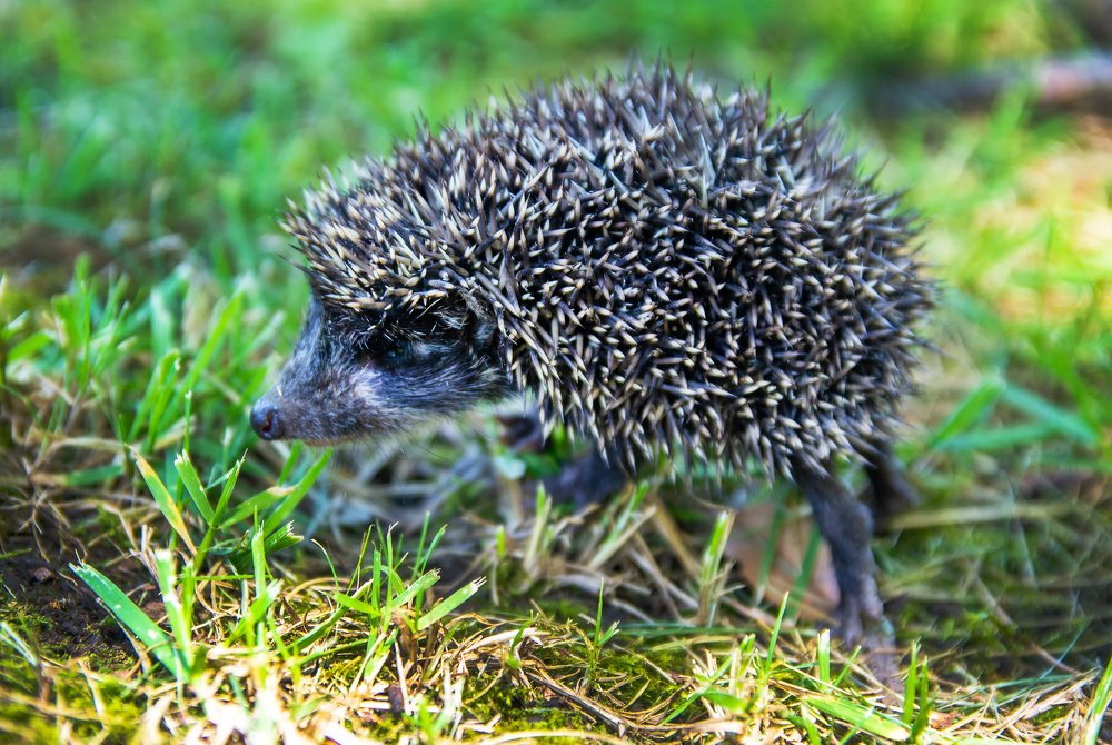 Photograph by Роман Приходько