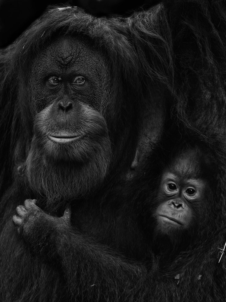Mother and son of Sumatran Orangutan