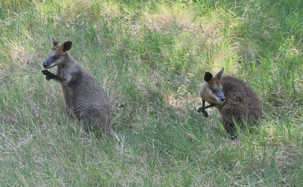 Swamp Wallaby From Brisbane, Australia