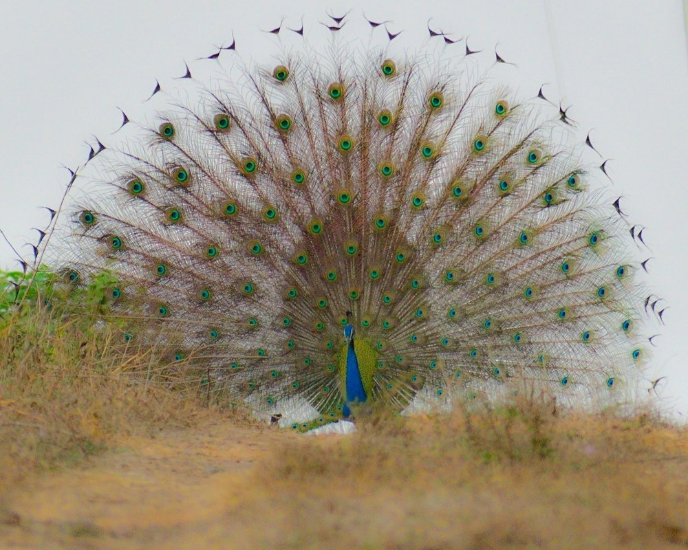 Indian Pea fowl in his Royal Peacock Throne
