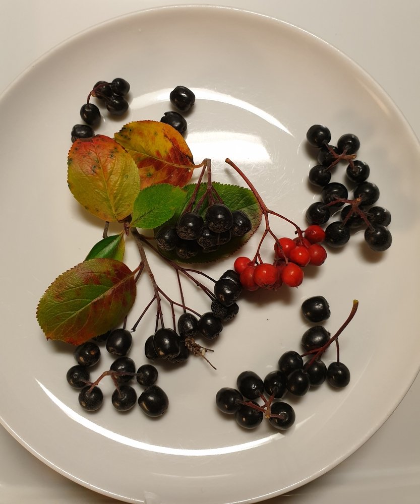 ягоды рябины