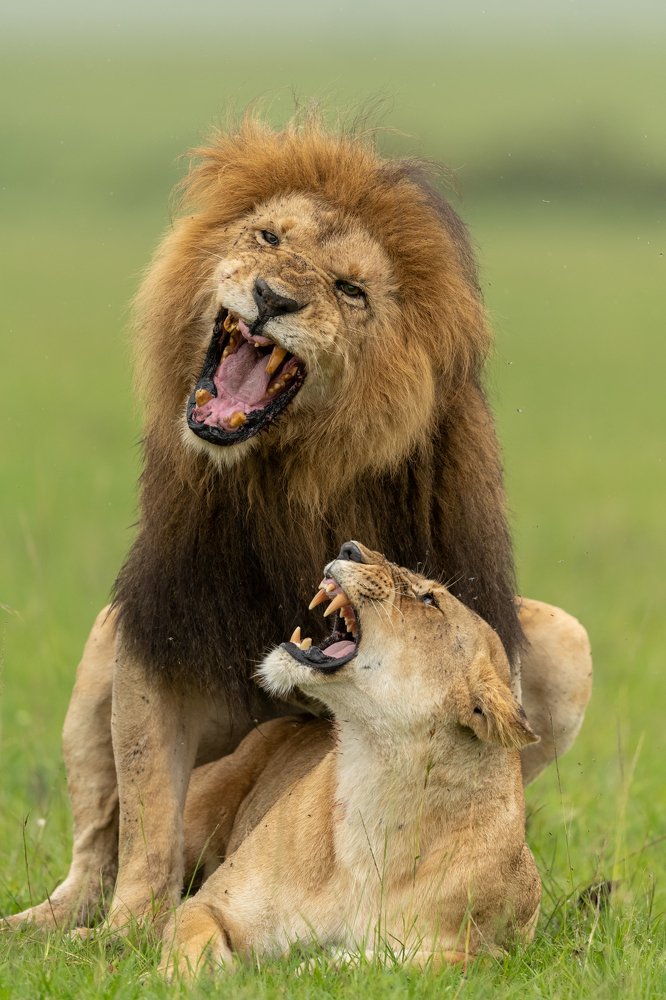 Lions Courtship