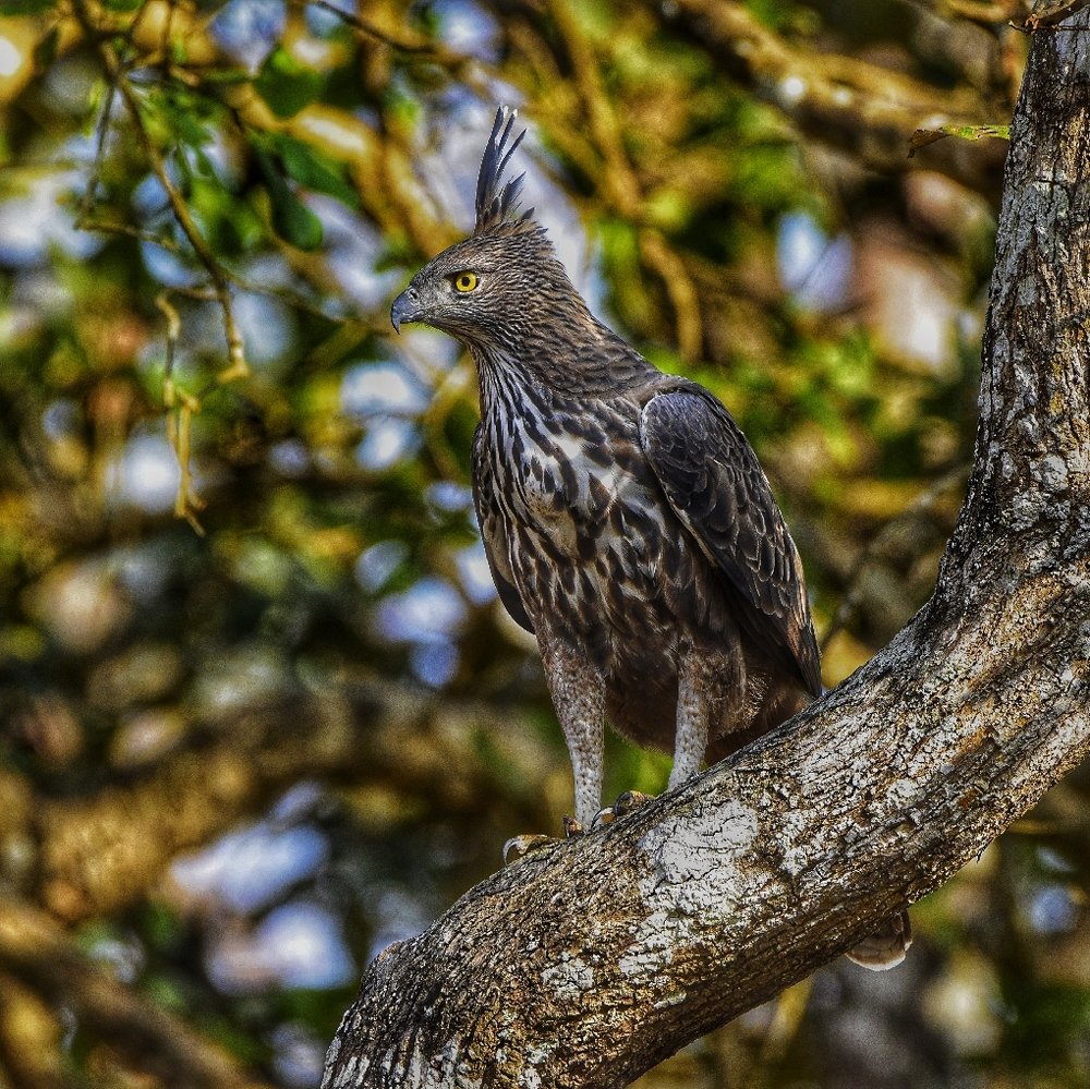 Changeable Hawk Eagle