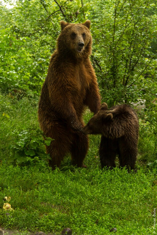 Photograph by Daniel Balaj