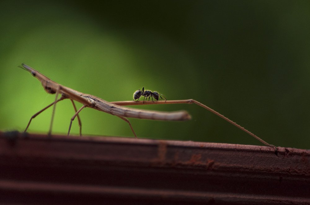 Photograph by Marden Acampora