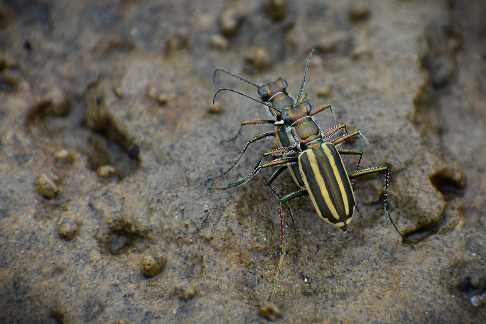 TIGER BEETLS