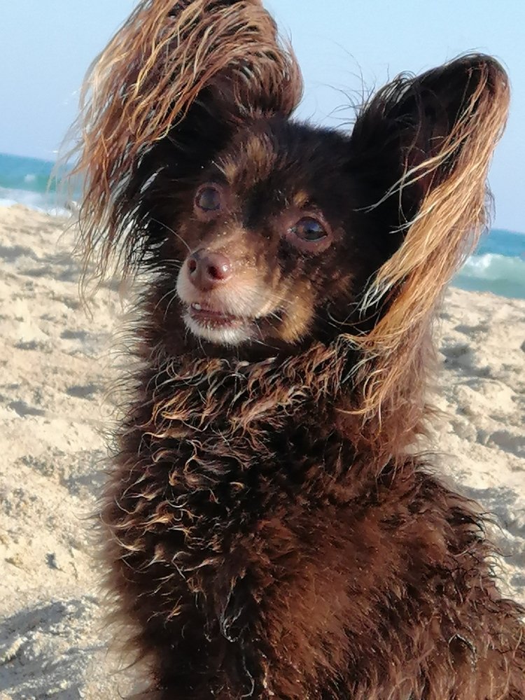 Морской волк