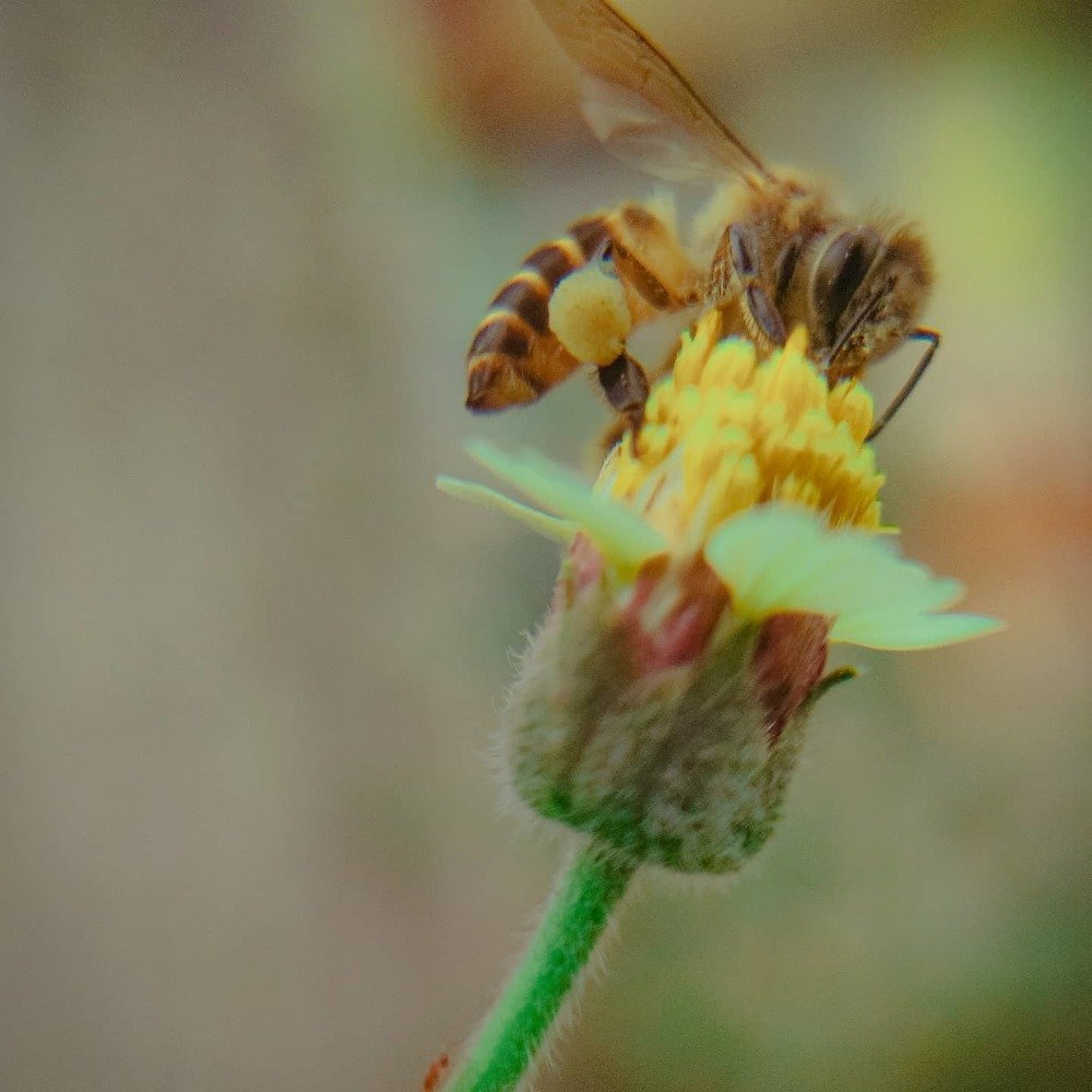 Pollination