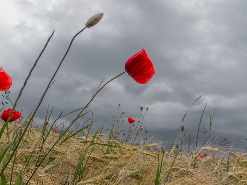Mohn im Wind