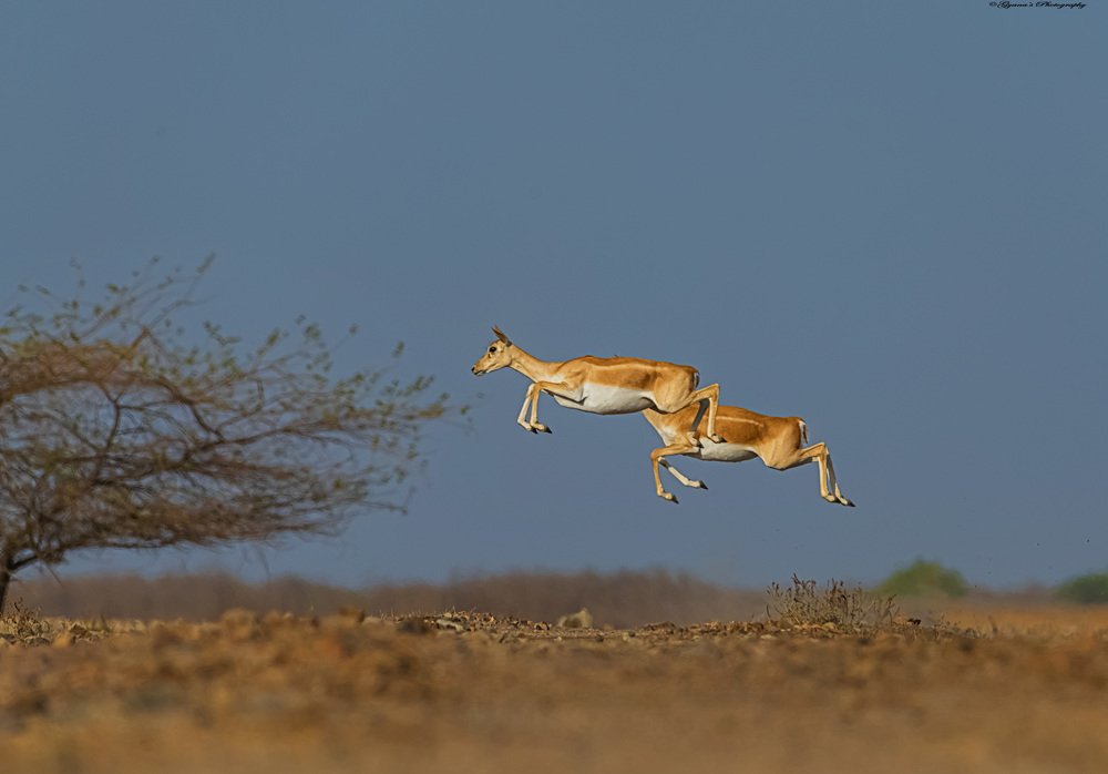 Female Blackbucks in action