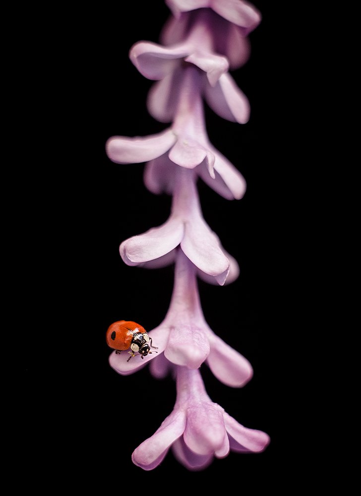 Фотография автора Дмитрий Гусалов