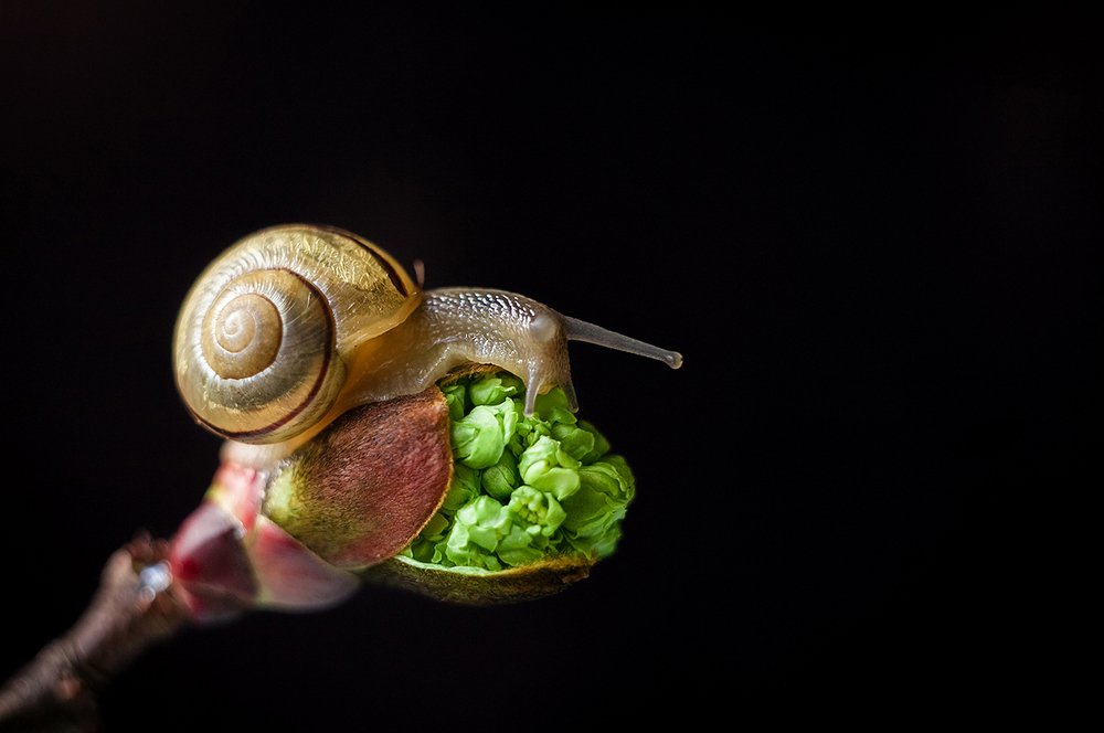 Фотография автора Дмитрий Гусалов